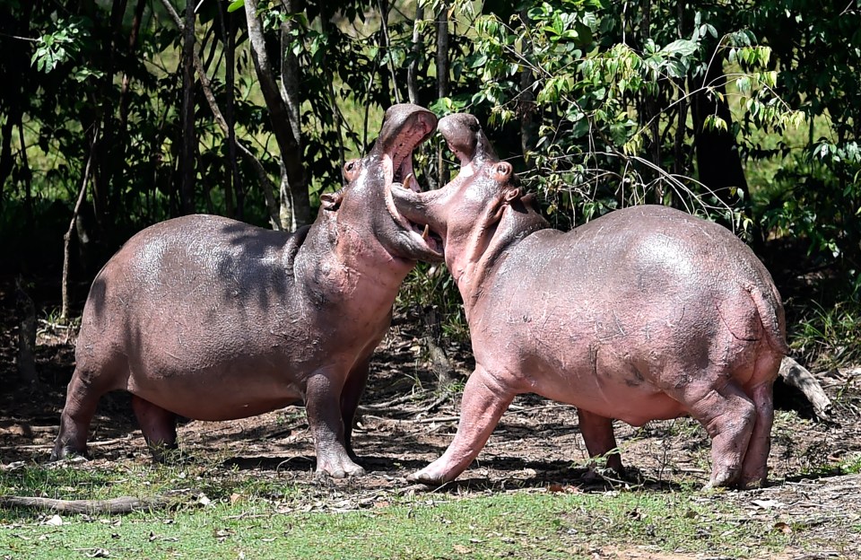 The beasts escaped the kingpin's Hacienda Napoles estate and have been out of control ever since Escobar's death