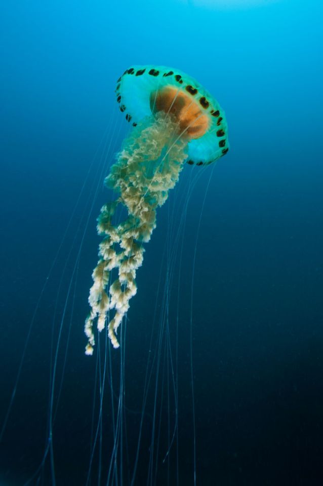 Compass jellyfish are another type to keep an eye on and are more common in UK waters