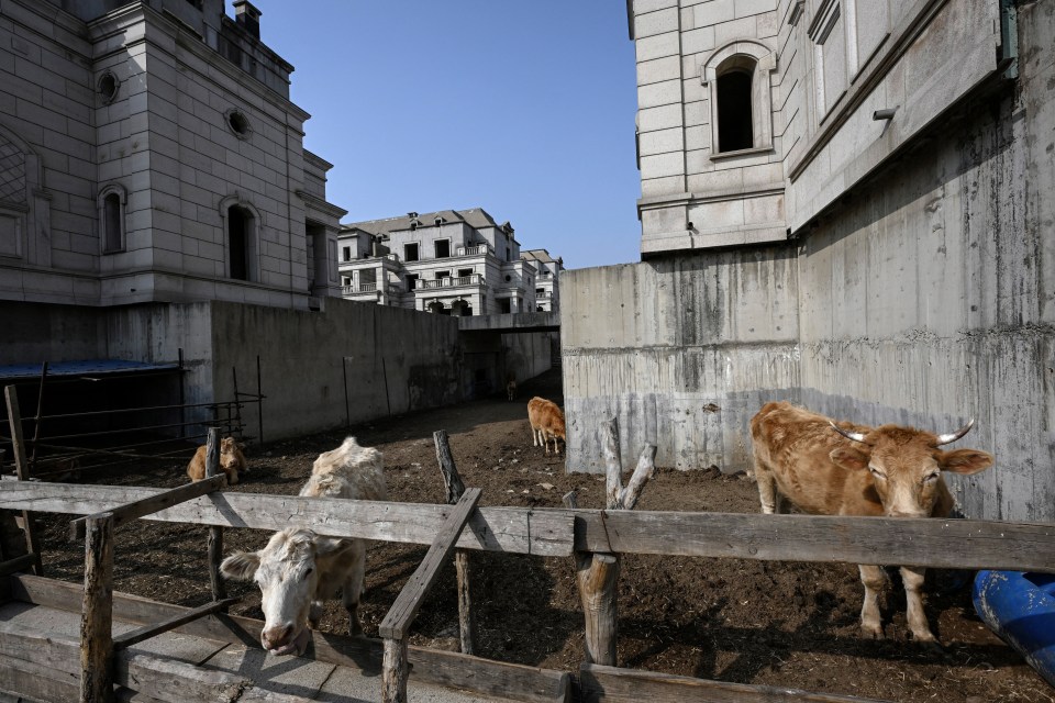 Cattle can be seen walking between the concrete shells of the half-finished mansions