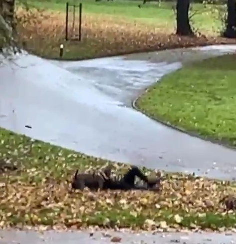 The dog attacked after a couple began throwing a stick for the black pet