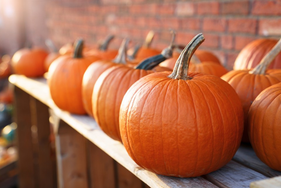 Pumpkins market for Halloween. Beautiful autumn shop outdoor. Fall harvest in farm store. Local holiday, jack o lantern. Seasonal homegrown organic vegetables and eco-friendly food.