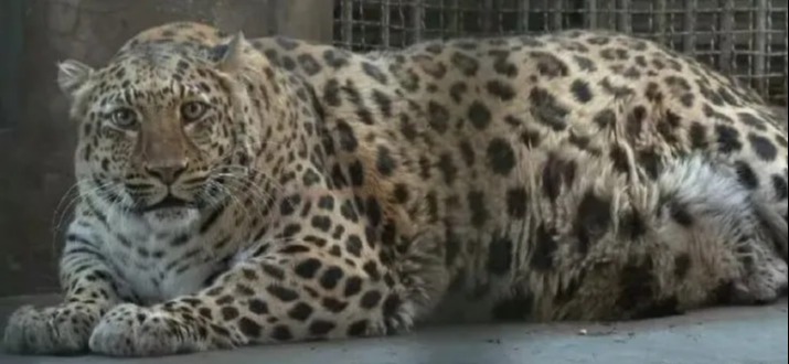 One leopard in a Chinese zoo has gone viral