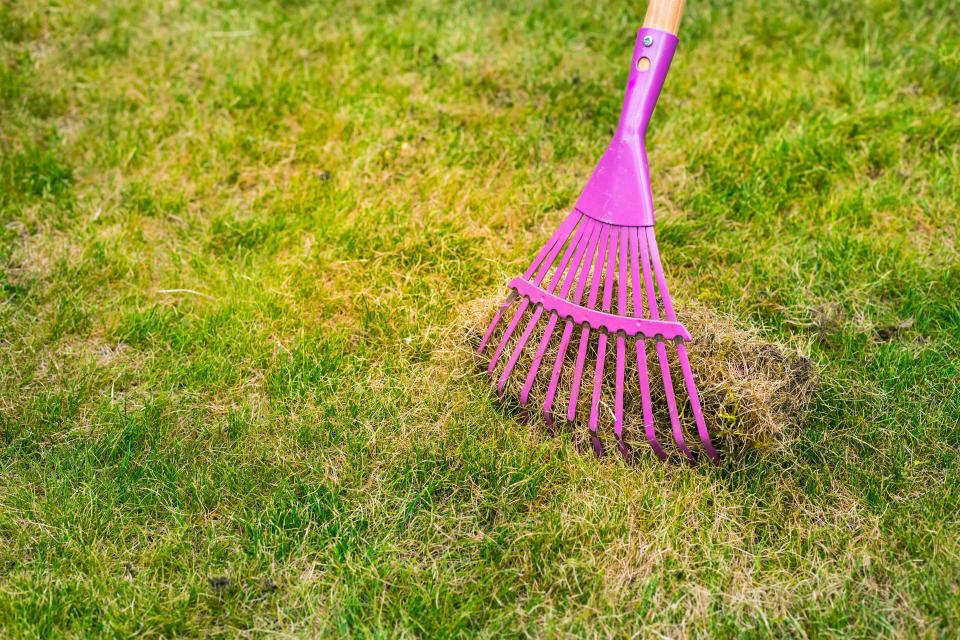 a purple rake is sitting on a lush green lawn