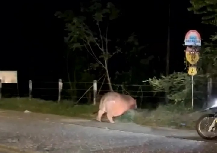 The hippo was captured trying to squeeze itself through a fence