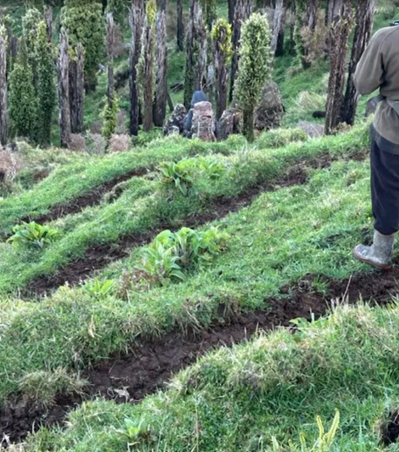 The footage was captured by a group of pig hunters