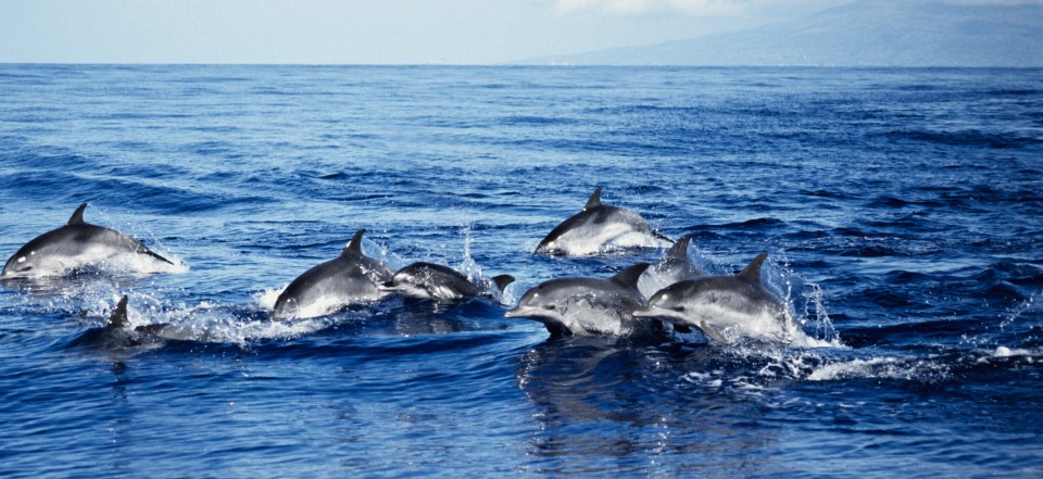 Dolphins are usually seen in pods with many fearing the reasons for attacks may be due to the animal feeling lonely