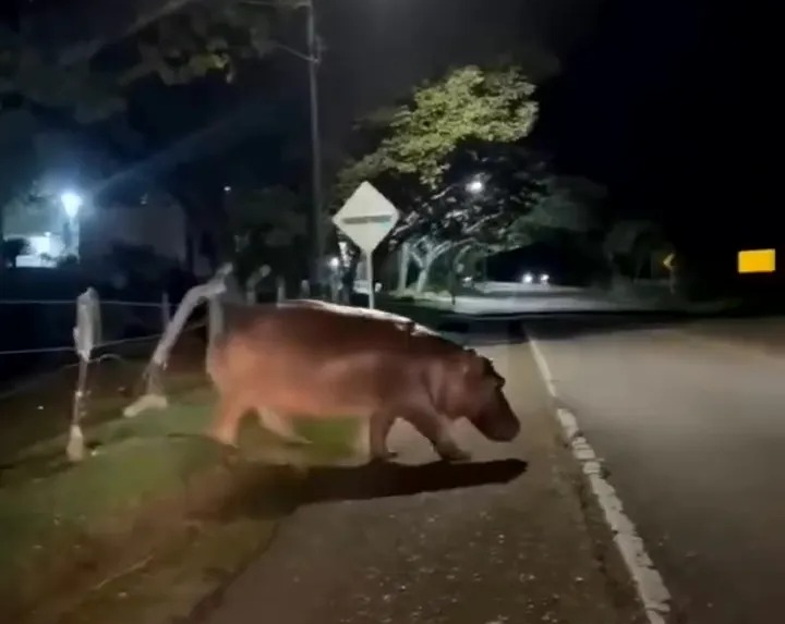 The massive beast was captured crossing the road