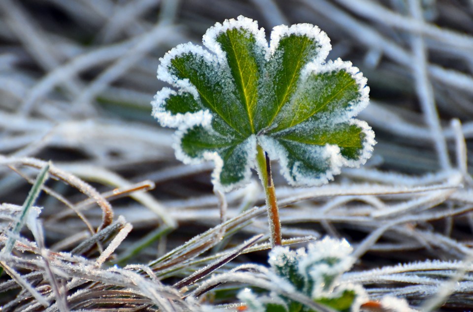 A gardening expert has revealed the important jobs you need to do as soon as possible, to winter-proof your garden