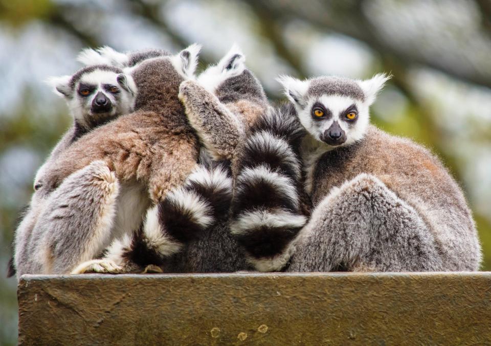 You can spot lemurs at Cotswold Wildlife Park