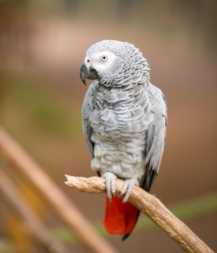 a gray parrot perched on a branch with a red tail