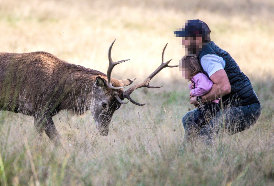 A dad holding his toddler inches away from a stag with huge antlers in Richmond Park