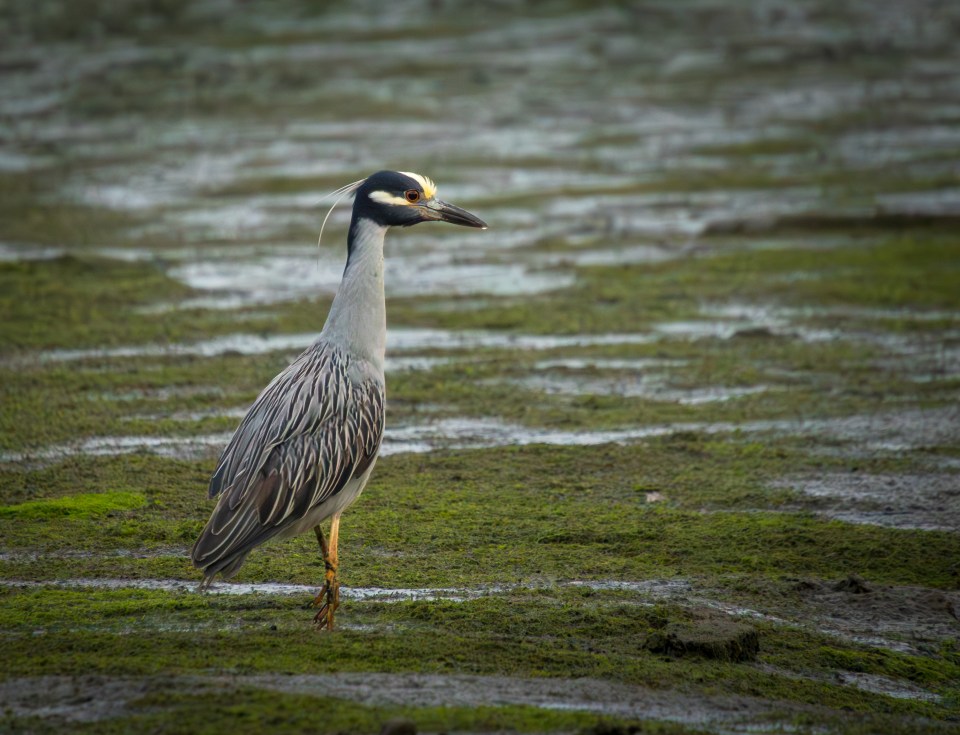 a bird with a long neck is standing in a muddy field