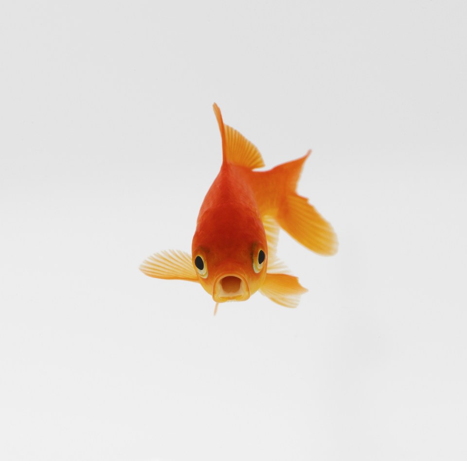 What is the lifespan of a goldfish?