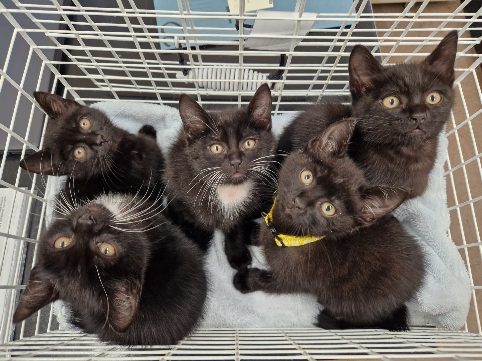 The RSPCA is urging cat owners to neuter their pets after rescue centres have seen an alarming rise in abandoned kittens