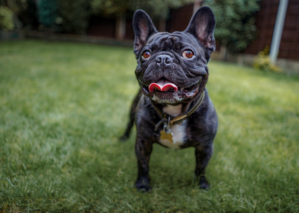 She was put off by the vet bills associated with French Bulldogs