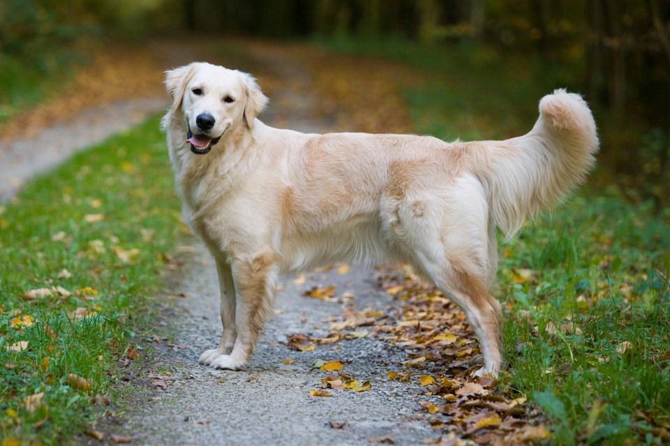 Denni claimed that Golden Retrievers are "beautiful" but "anxious"