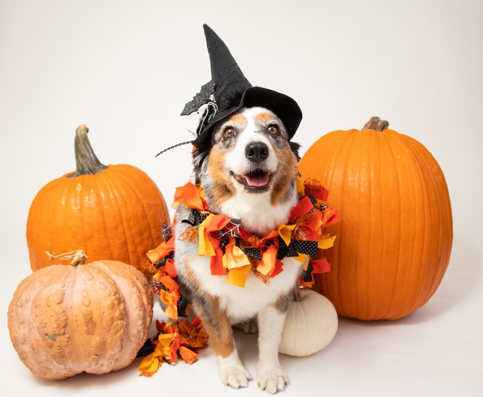 a dog wearing a witch hat is surrounded by pumpkins