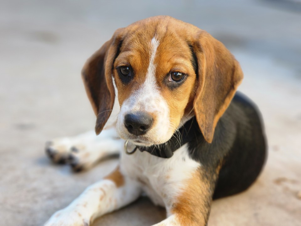 a brown and white beagle puppy wearing a black collar