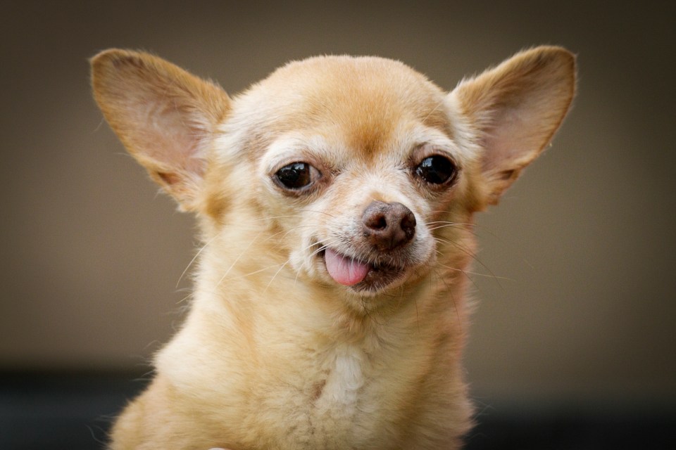 a close up of a chihuahua sticking its tongue out