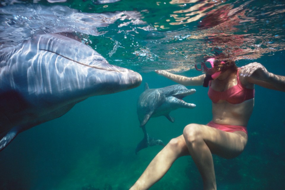 Dolphins are typically seen as friendly to humans but in recent years the tide has started to shift after a rise in attacks