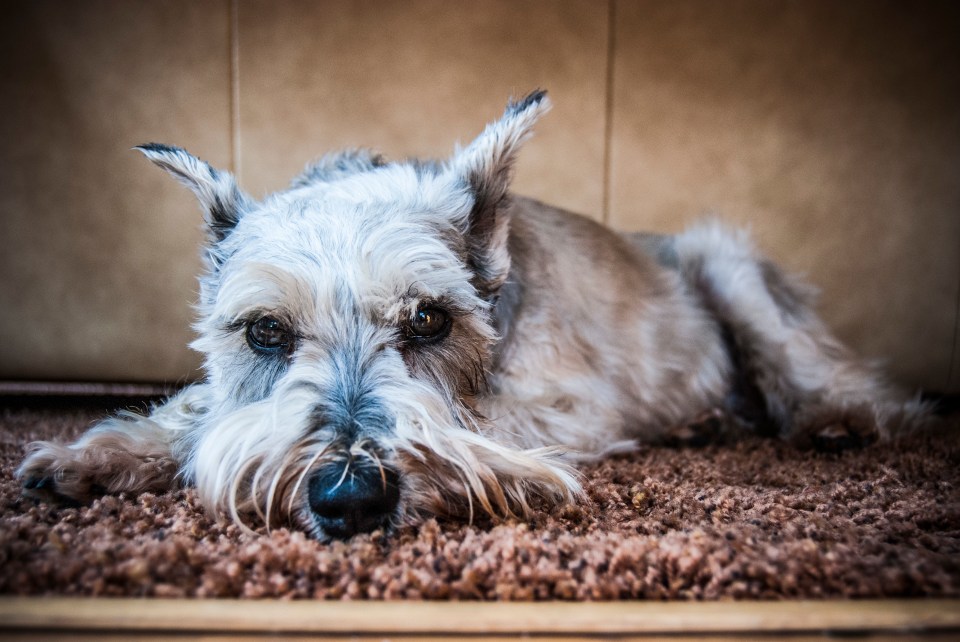 a small white dog laying on a brown carpet