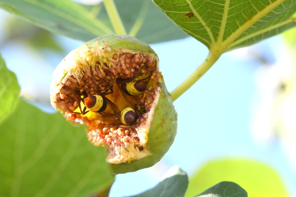 The Oriental hornet is uniquely capable of drinking almost endless amounts of alcohol safely