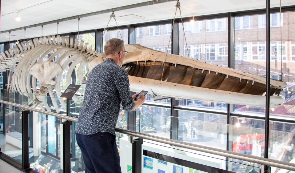 a man looking at a whale skeleton in a museum