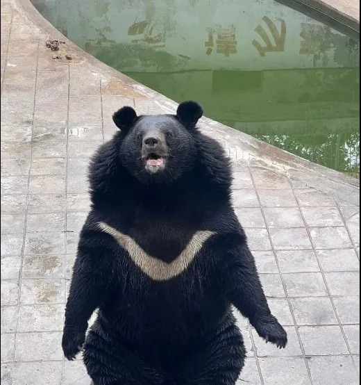 The sun bear has an excess of skin around its neck