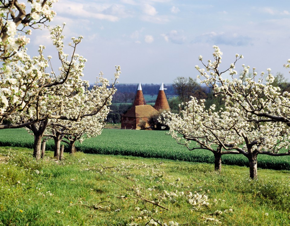 The village is surrounded by apple orchards and oast houses are dotted around