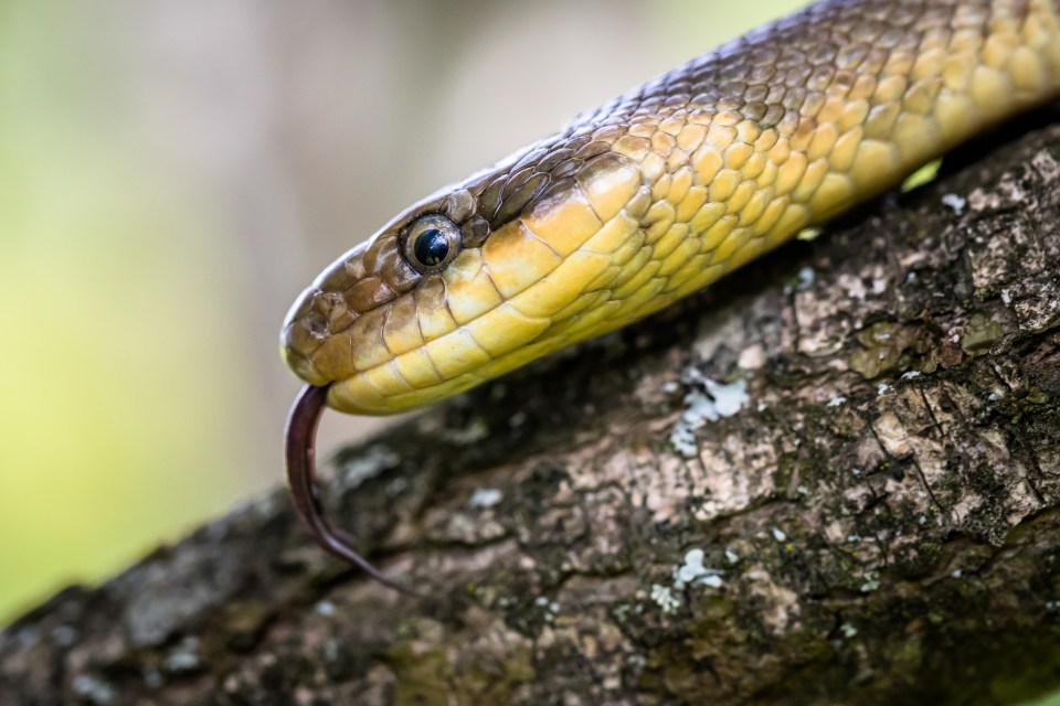 Aesculapian snakes are not native to the UK