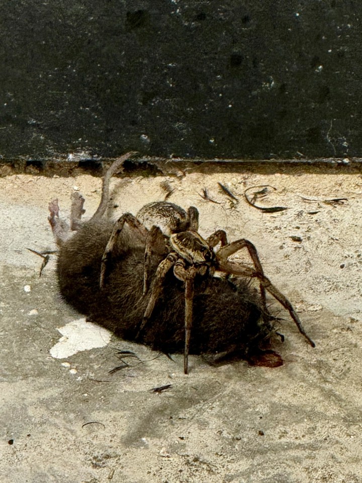 The mum and scientist encountered a wolf spider devouring a mouse