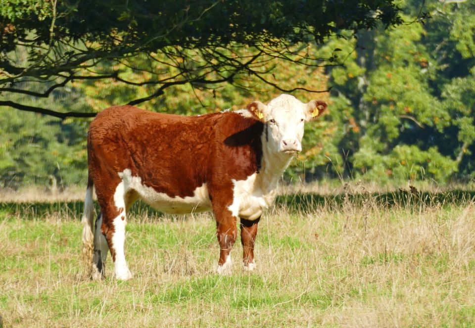 a brown and white cow standing in a grassy field