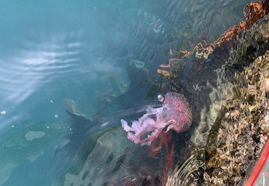 A mauve stinger jellyfish