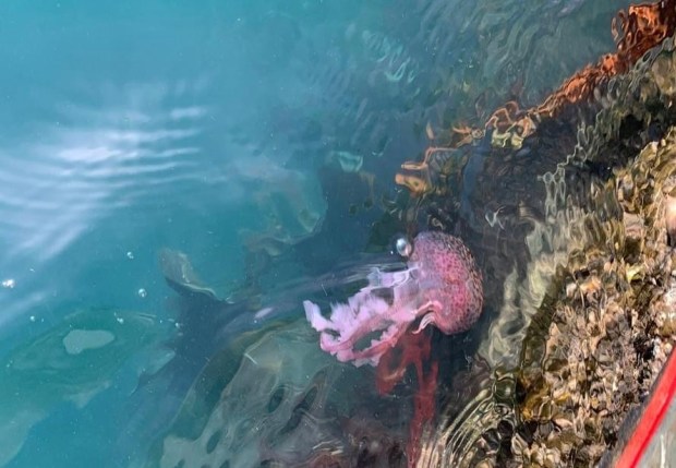 a jellyfish is swimming in the water near a rock