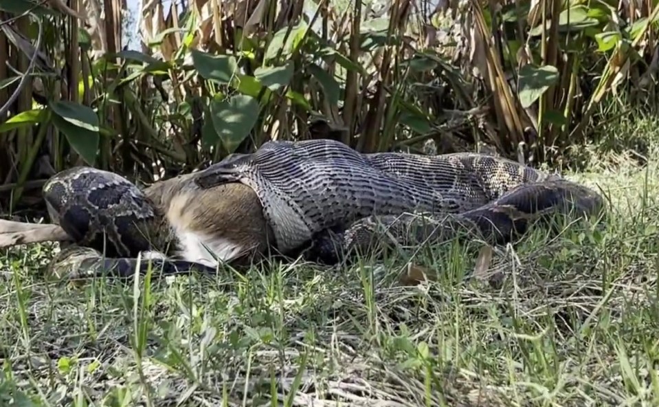 The female Burmese python measured 14.8ft (4.5m) long and weighed a whopping 52kilograms (115pounds)