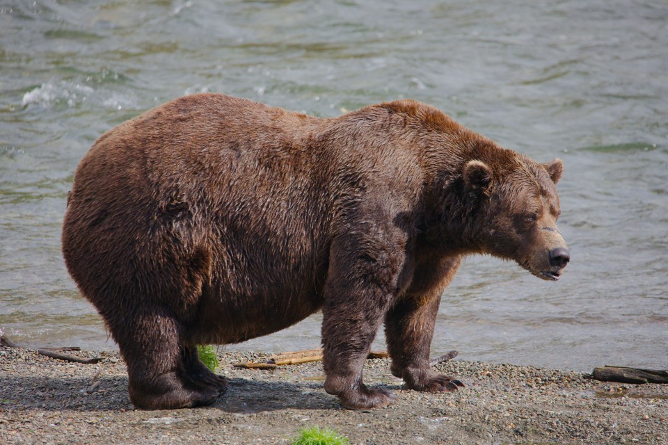 Chunk is among the biggest bears in the wildlife park