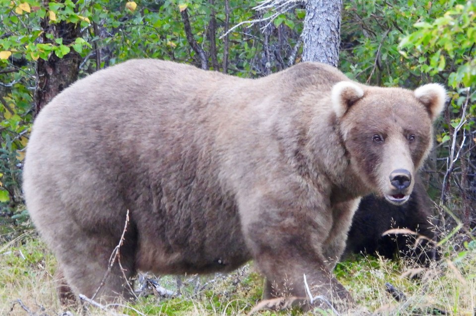 Mama Bear Grazer has won the 2024  Fat Bear Week championship