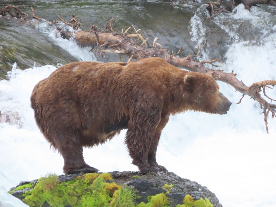 A picture of Chunk standing near a stream of water to hunt salmon