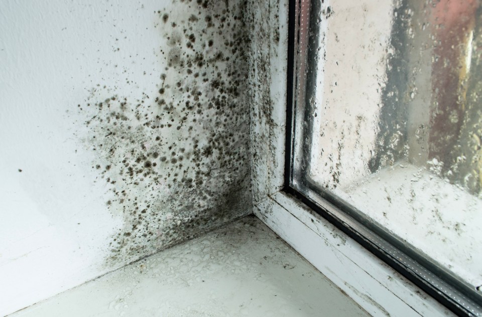 The homeowner discovered that the black spots were growing and was desperately seeking advice