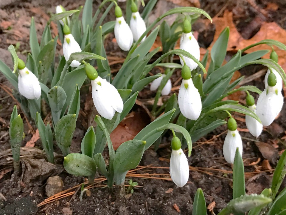 Snowdrops are able to be planted and bloom first in winter