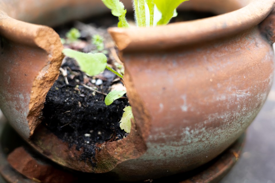 Gardening expert Emma O’Neill shared two jobs that prevent plant pots from cracking in frosty weather (stock image)