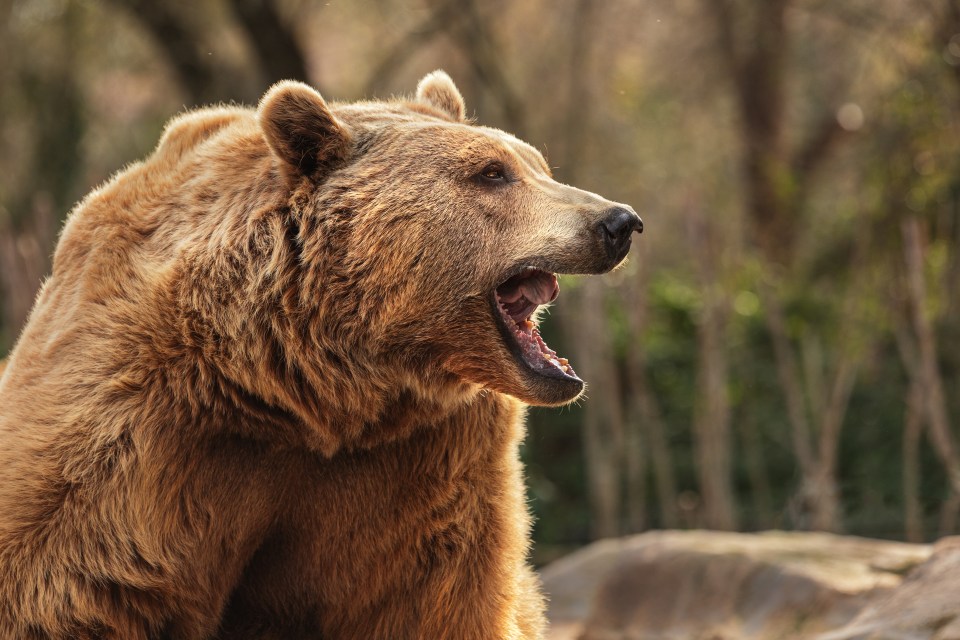 The brown bear is considered the largest land-dwelling predator in Europe