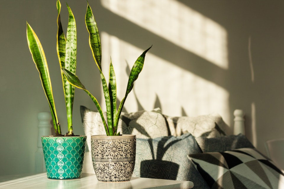 two potted plants are sitting on a table next to pillows