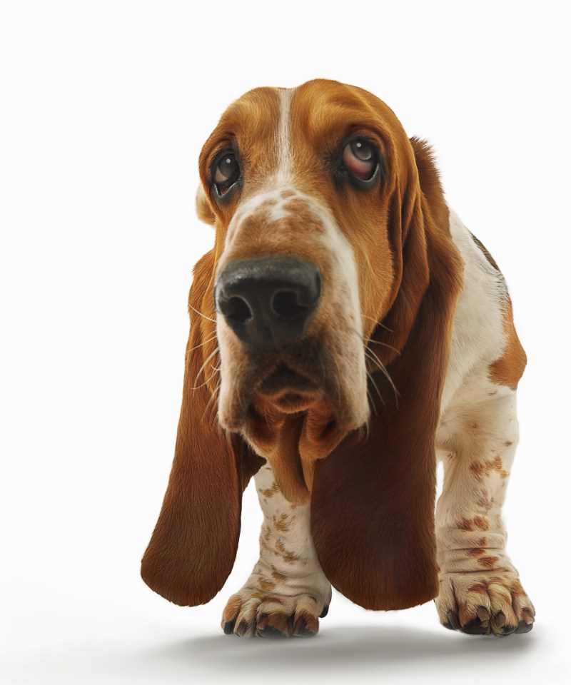 a brown and white basset hound looking at the camera