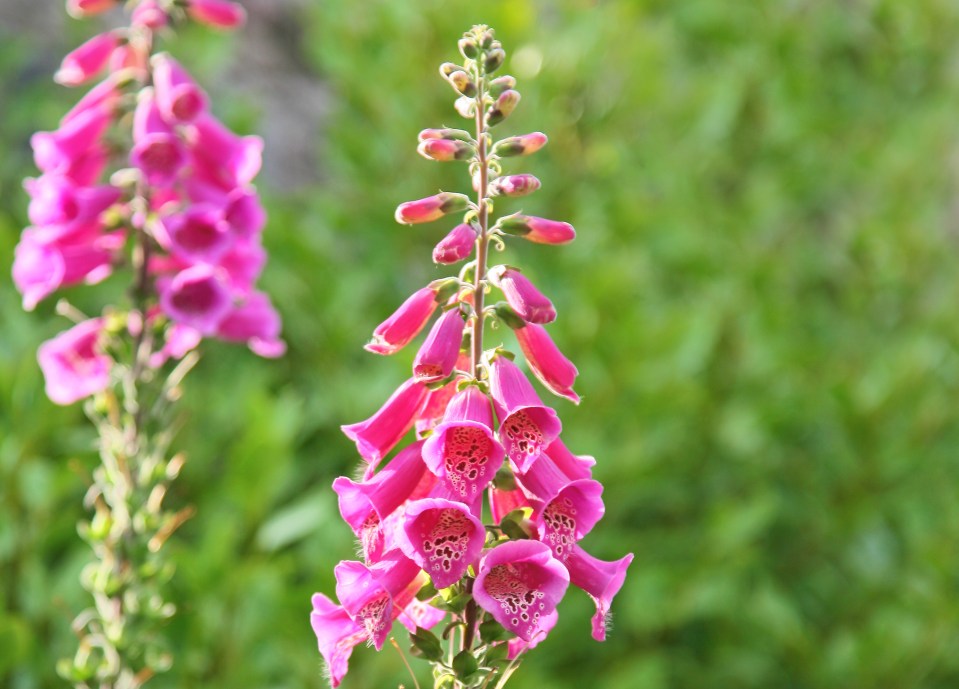 Alan said foxgloves can be a solution for dark areas of the garden that need vibrant colour (stock image)