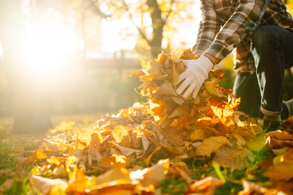 Monty said fallen leaves can be used to improve garden health and protect small animals (stock image)