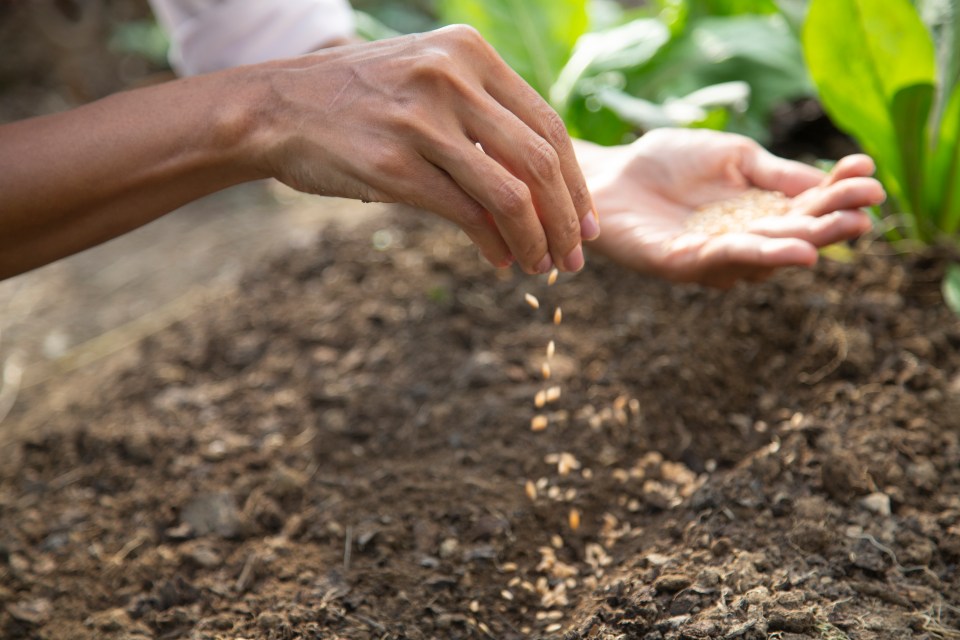 Sowing green manure will help to protect your soil this winter