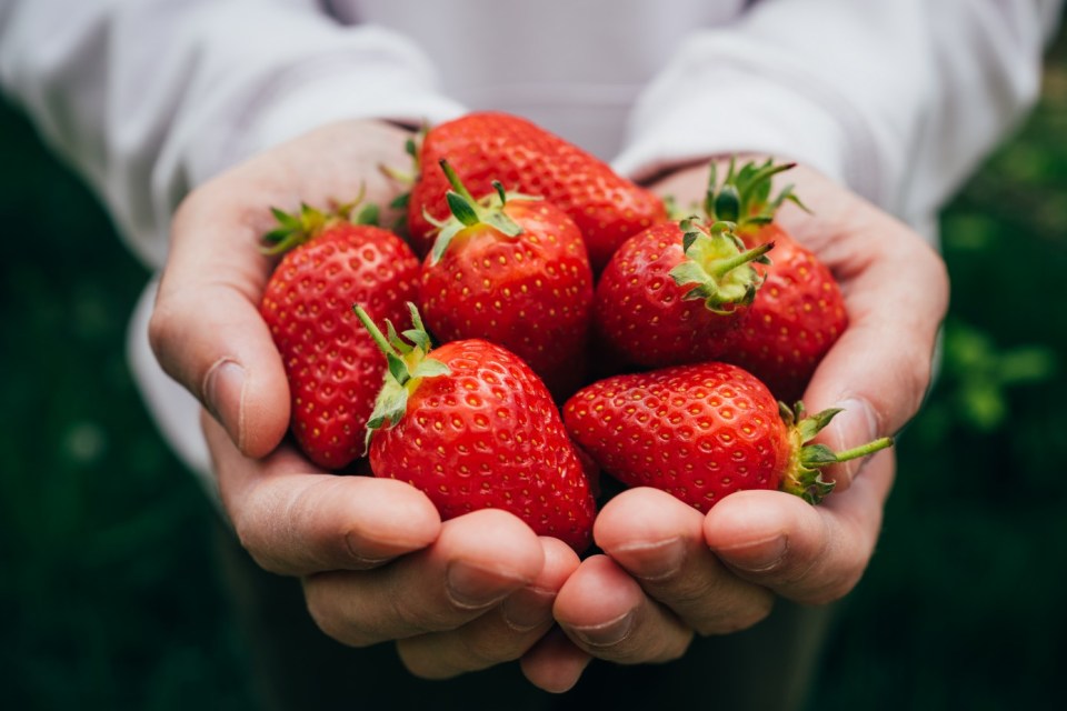 Store-bought strawberries are usually imported long distances over winter to meet demand