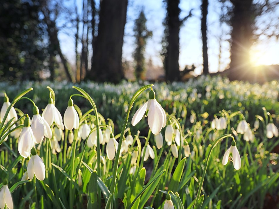 Alan said he has challenging areas of his garden that are dry and shady (stock image)