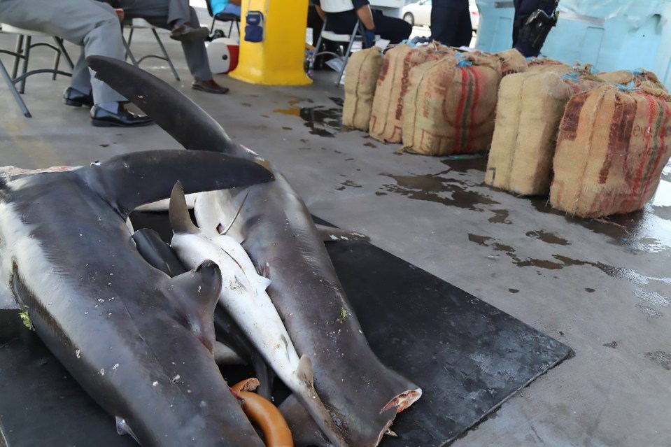 Costa Rica authorities found 490 kilos of cocaine hidden inside frozen sharks